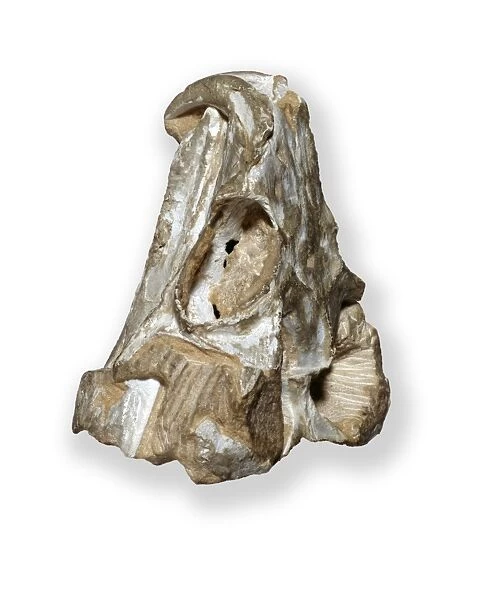 Rhynchosaurus skull