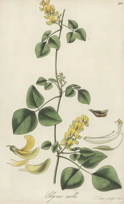 Framed Print : Rhynchosia malacophylla Framed Print : Rhynchosia malacophylla
