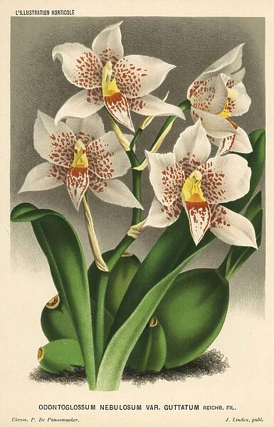 Rhynchostele aptera orchid