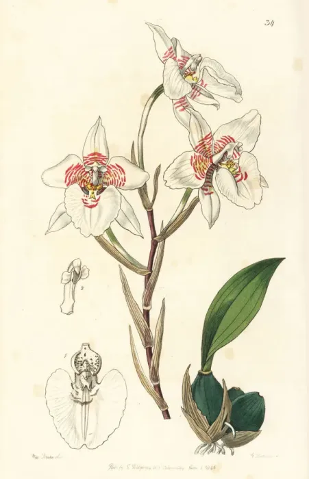 Framed Print : Rhynchostele cervantesii subsp. membranacea orchid Framed Print : Rhynchostele cervantesii subsp. membranacea orchid