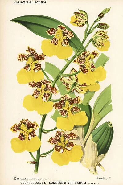 Rhynchostele londesboroughiana orchid