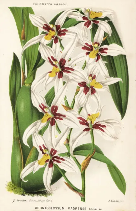 Framed Print : Rhynchostele madrensis orchid Framed Print : Rhynchostele madrensis orchid