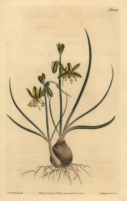 Framed Print : Riband albuca, Albuca vittata Framed Print : Riband albuca, Albuca vittata