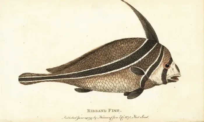 Framed Print : Ribband fish, unknown species Framed Print : Ribband fish, unknown species
