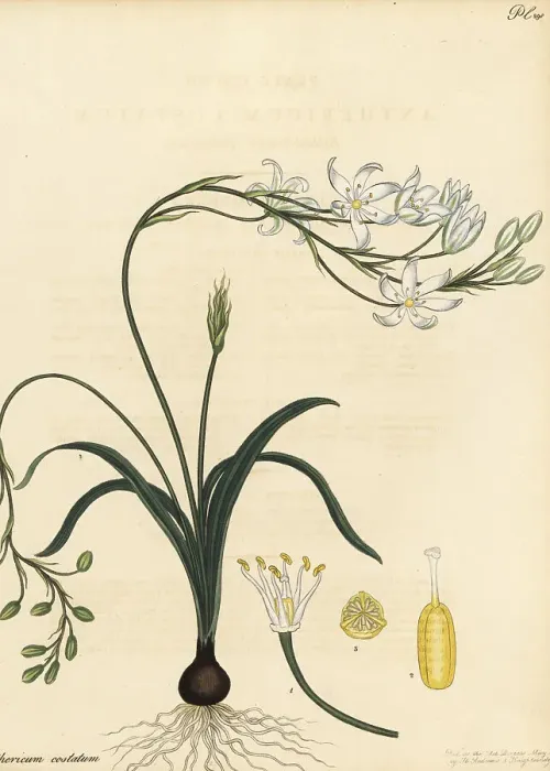 Framed Print : Ribbed-leaved anthericum, Anthericum costatum Framed Print : Ribbed-leaved anthericum, Anthericum costatum