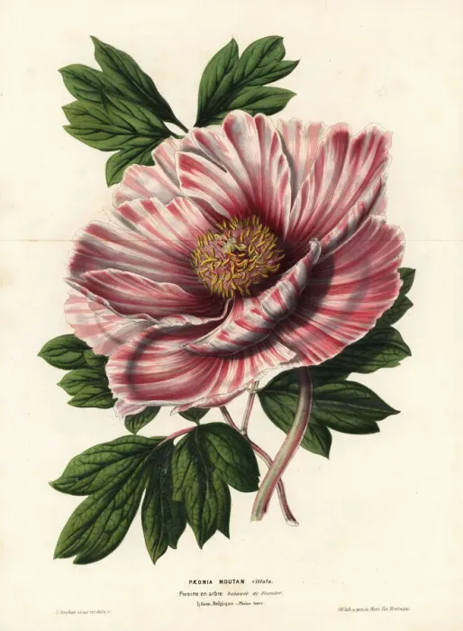 Framed Print : Ribboned peony of Flanders, Paeonia moutan vittata Framed Print : Ribboned peony of Flanders, Paeonia moutan vittata