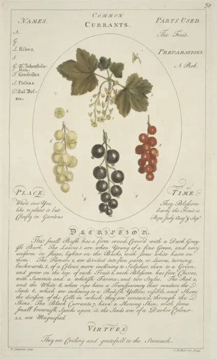 Framed Print : Ribes sativum, common currant Framed Print : Ribes sativum, common currant