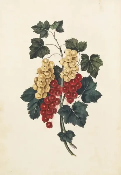 Framed Print : Ribes sativum, white and red currants Framed Print : Ribes sativum, white and red currants