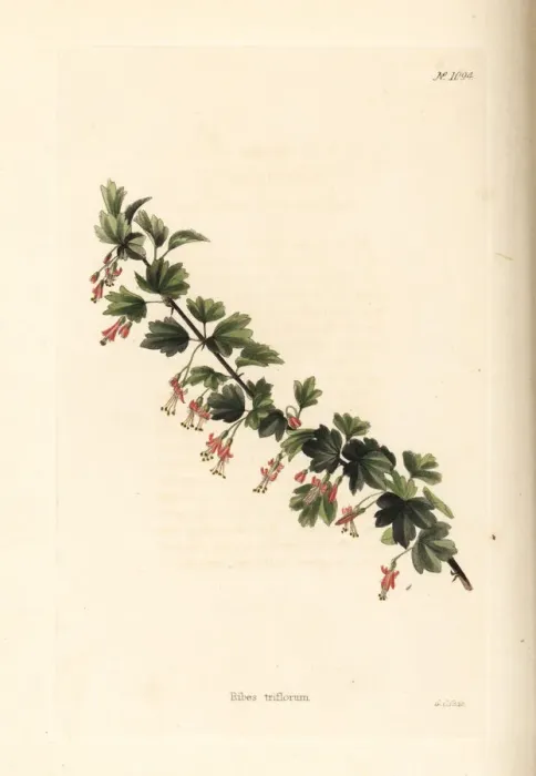 Framed Print : Ribes triflorum Framed Print : Ribes triflorum
