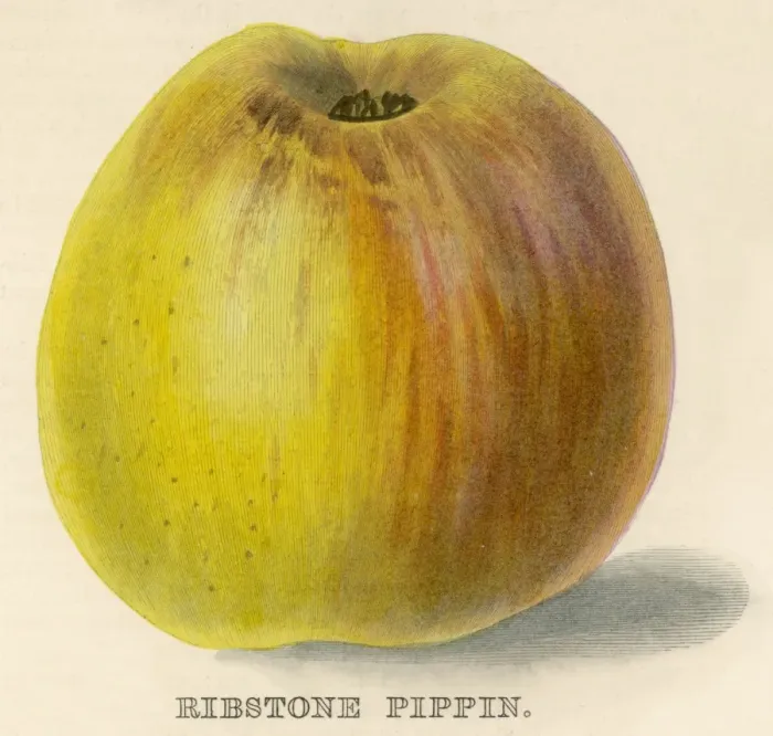 Framed Print : Ribstone Pippin Apple Framed Print : Ribstone Pippin Apple
