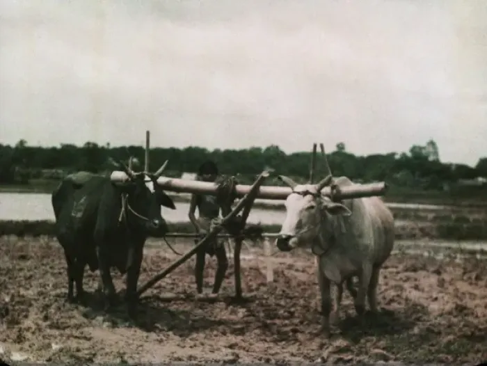 Framed Print : Rice - Kokine, paddy plough - Rangoon Framed Print : Rice - Kokine, paddy plough - Rangoon
