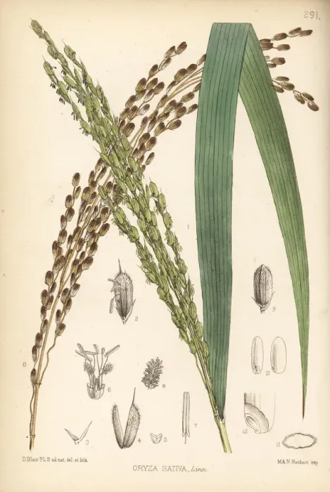 Framed Print : Rice, Oryza sativa Framed Print : Rice, Oryza sativa