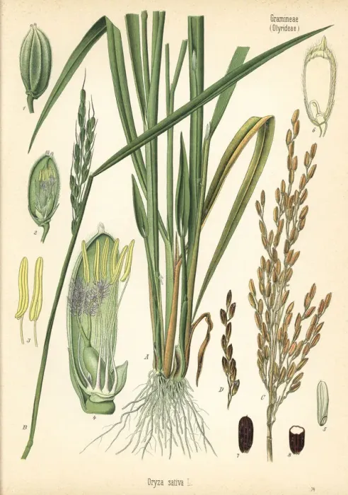 Framed Print : Rice, Oryza sativa Framed Print : Rice, Oryza sativa