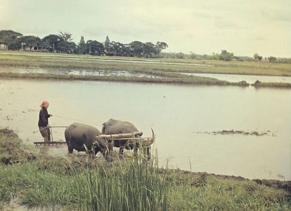 Rice - paddy fields - Rangoon