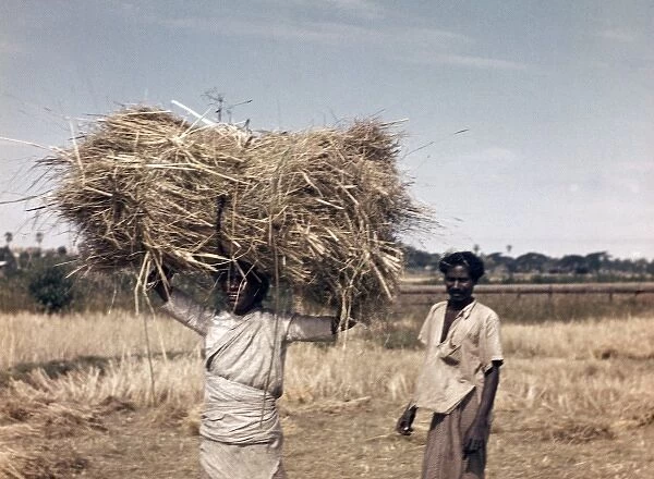 Rice - paddy straw gleaners - Rangoon