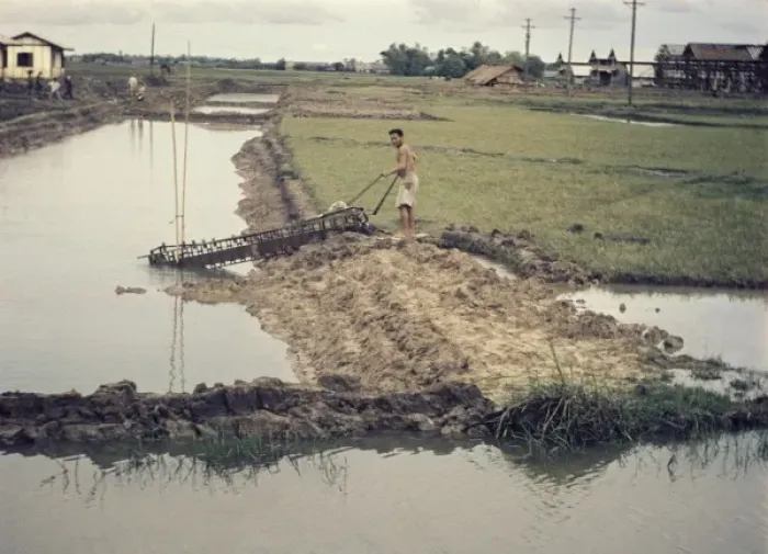 Framed Print : Rice paddy - Thailand Framed Print : Rice paddy - Thailand