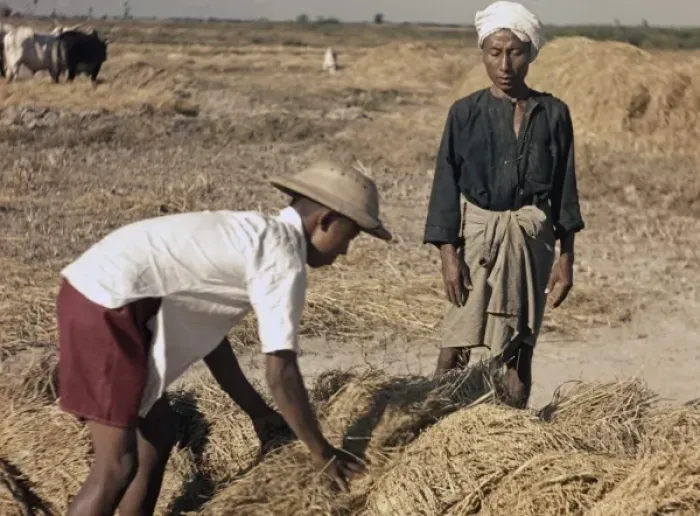 Framed Print : Rice - paddy workers stacking ricks - Rangoon