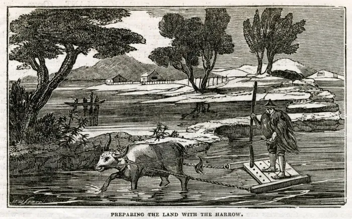Framed Print : Rice Plant - preparing land with harrow Framed Print : Rice Plant - preparing land with harrow