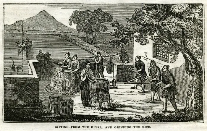 Framed Print : Rice Plant - sifting the husks and grinding the rice Framed Print : Rice Plant - sifting the husks and grinding the rice