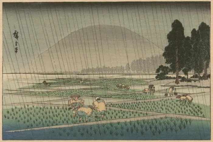 Framed Print : Rice planting in rain Framed Print : Rice planting in rain