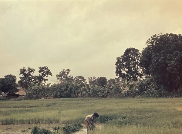 Rice - pulling paddy seedlings - Rangoon