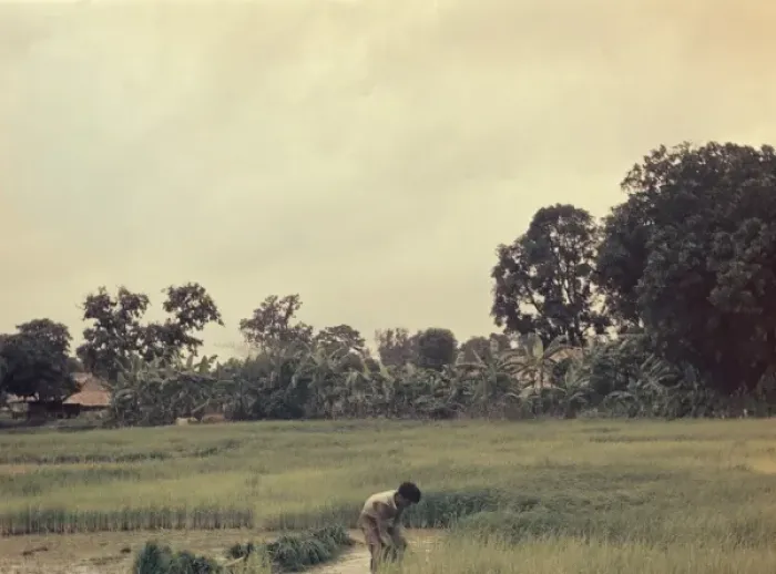 Framed Print : Rice - pulling paddy seedlings - Rangoon Framed Print : Rice - pulling paddy seedlings - Rangoon