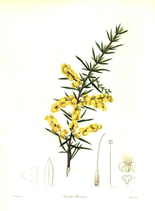 Framed Print : Rices wattle or Mr. T. Spring Rices acacia, Acacia riceana Framed Print : Rices wattle or Mr. T. Spring Rices acacia, Acacia riceana