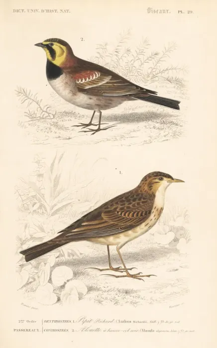 Framed Print : Richards pipit and horned or Przewalskis lark Framed Print : Richards pipit and horned or Przewalskis lark