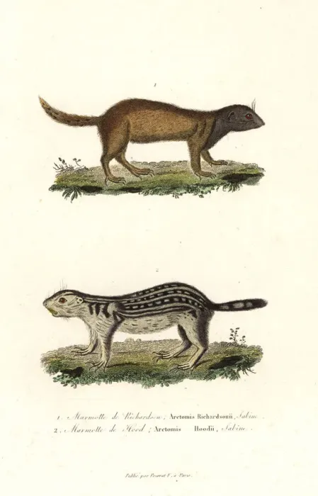 Framed Print : Richardsons ground squirrel and thirteen-lined Framed Print : Richardsons ground squirrel and thirteen-lined
