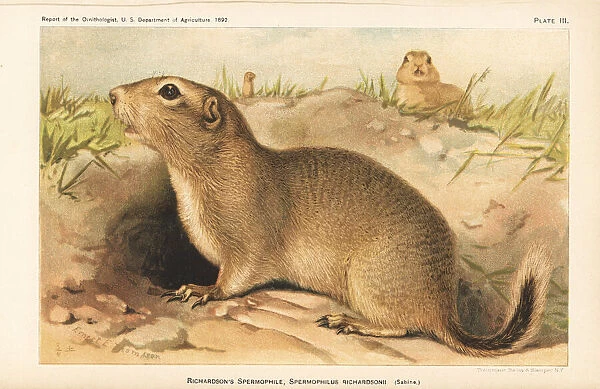 Richardsons ground squirrel, Urocitellus richardsonii