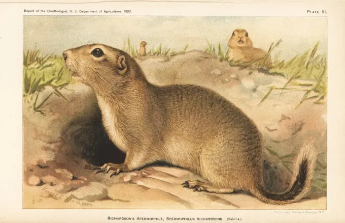 Framed Print : Richardsons ground squirrel, Urocitellus richardsonii Framed Print : Richardsons ground squirrel, Urocitellus richardsonii