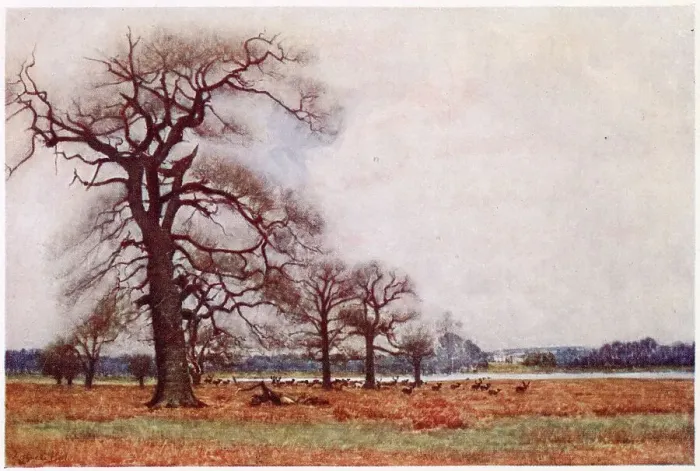 Framed Print : Richmond, Surrey: Richmond Park with the White Lodge Date: 1907 Framed Print : Richmond, Surrey: Richmond Park with the White Lodge Date: 1907