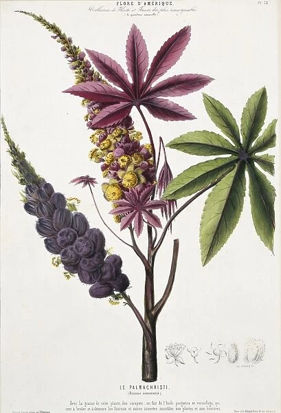 Ricinus communis, caster oil tree