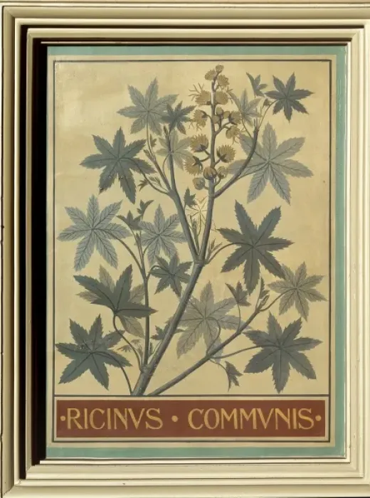 Framed Print : Ricinus communis, castor bean Framed Print : Ricinus communis, castor bean
