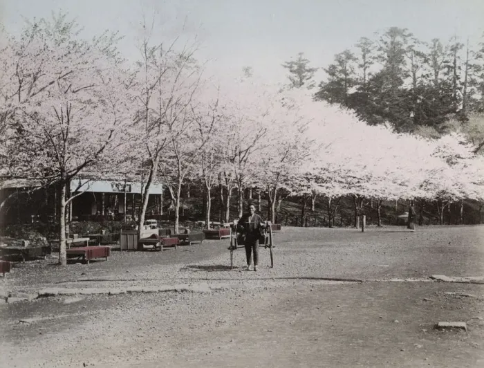 Framed Print : Rickshaw and cherry blossom in Ueno Park, Tokyo Framed Print : Rickshaw and cherry blossom in Ueno Park, Tokyo