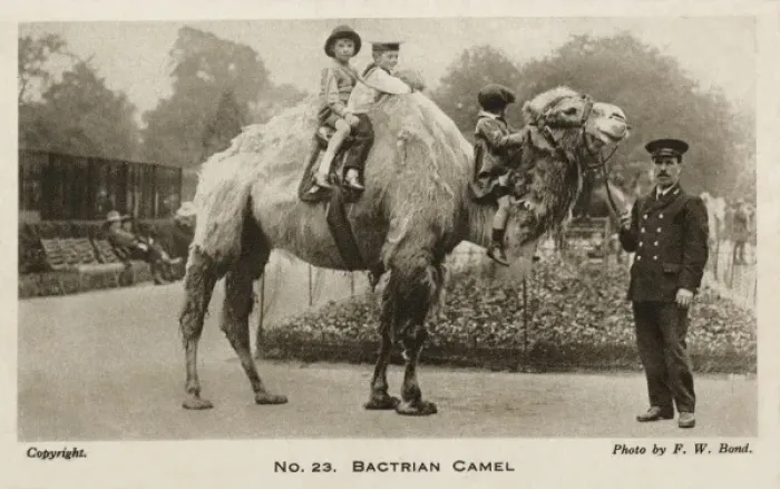 Framed Print : Riding on a Bactrian Camel - London Zoo Framed Print : Riding on a Bactrian Camel - London Zoo