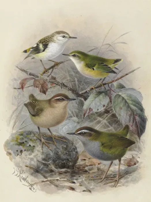 Framed Print : Rifleman, Bush Wren & Rock Wren Framed Print : Rifleman, Bush Wren & Rock Wren