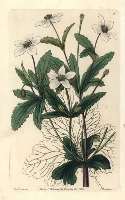 Framed Print : Rill anemone, Anemone rivularis Framed Print : Rill anemone, Anemone rivularis