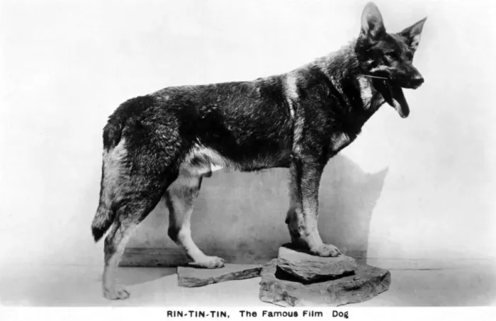 Framed Print : Rin Tin Tin Framed Print : Rin Tin Tin