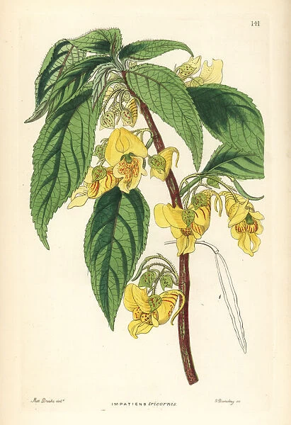 Rindliya or scabby balsam, Impatiens scabrida