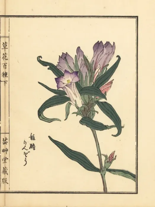 Framed Print : Rindou or Japanese gentian, Gentiana scabra Framed Print : Rindou or Japanese gentian, Gentiana scabra