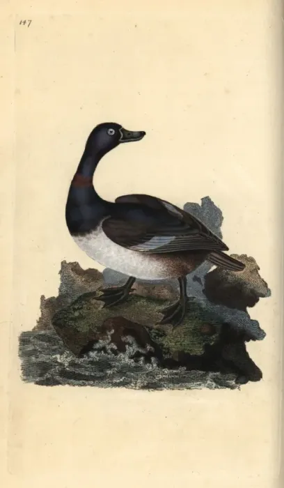 Framed Print : Ring-necked duck, Aythya collaris Framed Print : Ring-necked duck, Aythya collaris