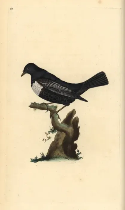 Framed Print : Ring ouzel, Turdus torquatus Framed Print : Ring ouzel, Turdus torquatus