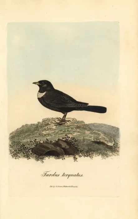 Framed Print : Ring ouzel, Turdus torquatus Framed Print : Ring ouzel, Turdus torquatus