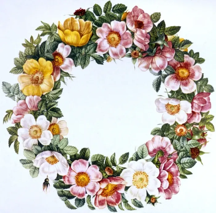 Framed Print : Ring of Roses Framed Print : Ring of Roses