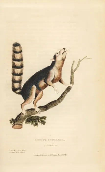 Framed Print : Ring-tailed ground squirrel, Notocitellus annulatus