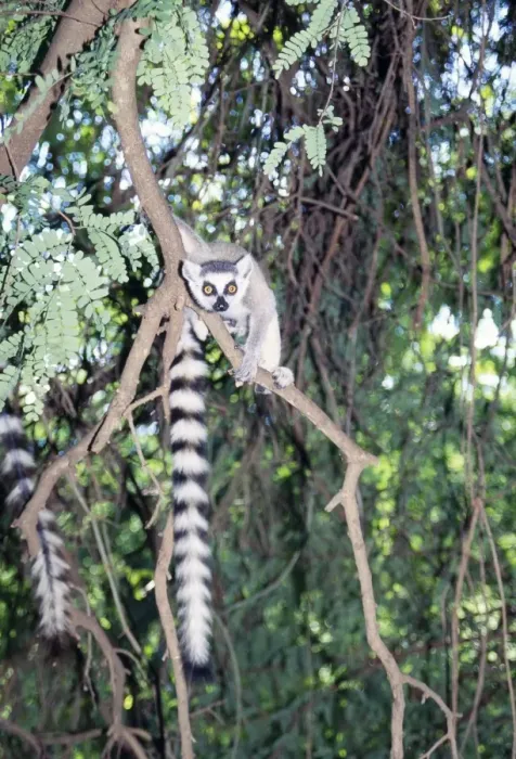 Framed Print : Ring-tailed Lemur Framed Print : Ring-tailed Lemur