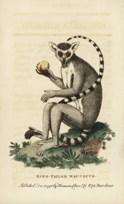 Framed Print : Ring-tailed lemur, Lemur catta Framed Print : Ring-tailed lemur, Lemur catta