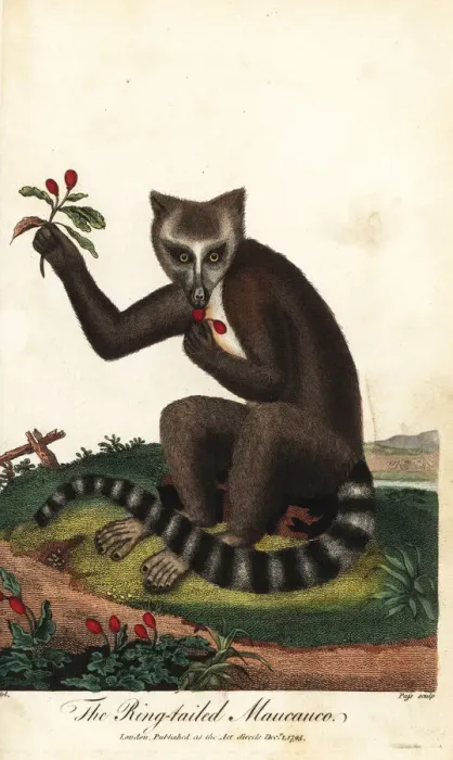 Framed Print : Ring-tailed lemur, Lemur catta, endangered Framed Print : Ring-tailed lemur, Lemur catta, endangered