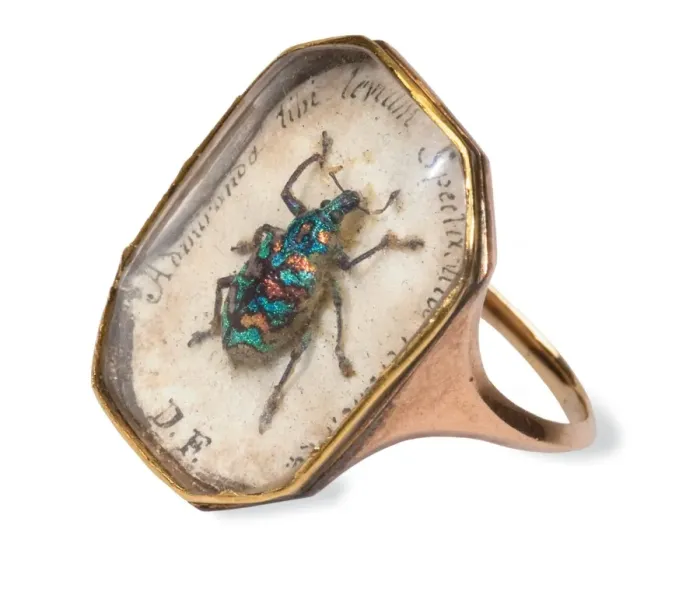 Framed Print : Ring with a weevil set in Framed Print : Ring with a weevil set in